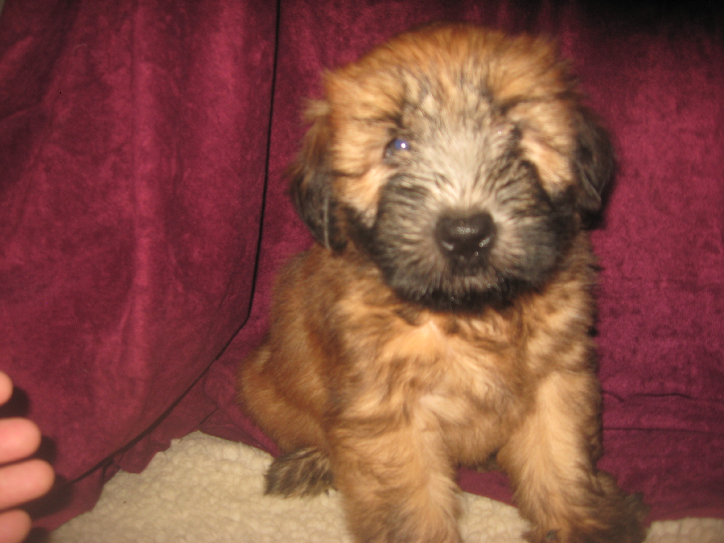 puppy, for, sale, Soft Coated Wheaten Terrier, Cindy  Hubers, dog, breeder, Harrison, SD, dog-breeder, puppy-for-sale, forsale, nearby, find, puppyfind, locator, puppylocator, aca