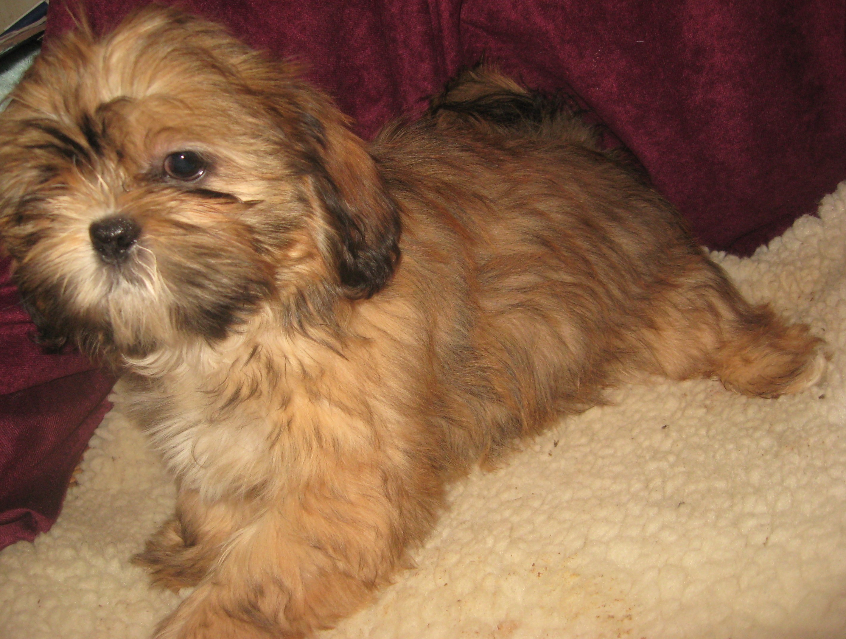 puppy, for, sale, Shih Tzu, Cindy  Hubers, dog, breeder, Harrison, SD, dog-breeder, puppy-for-sale, forsale, nearby, find, puppyfind, locator, puppylocator, aca