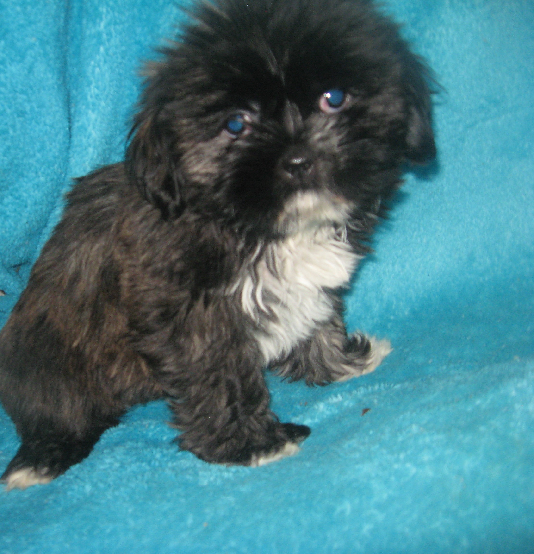 puppy, for, sale, Shih Tzu, Cindy  Hubers, dog, breeder, Harrison, SD, dog-breeder, puppy-for-sale, forsale, nearby, find, puppyfind, locator, puppylocator, aca