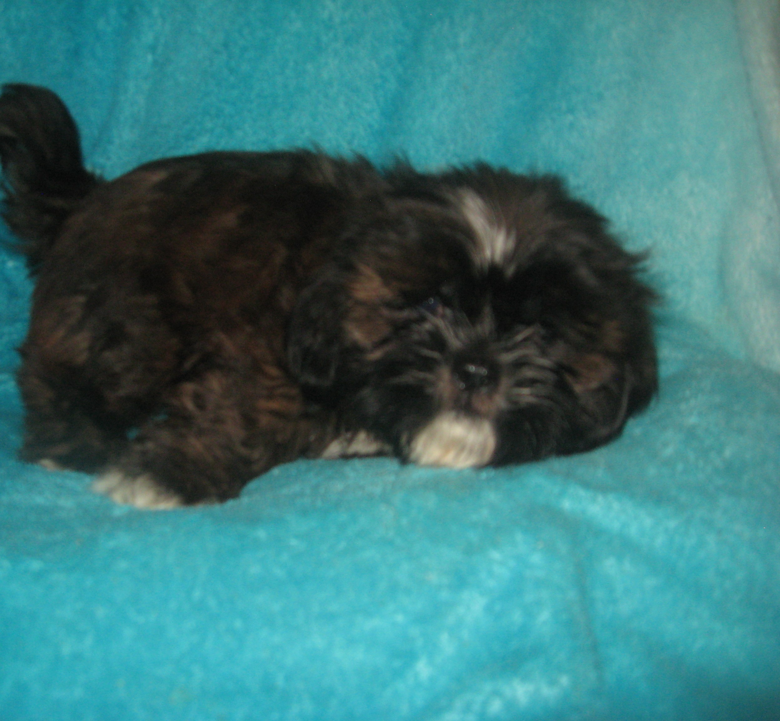 puppy, for, sale, Shih Tzu, Cindy  Hubers, dog, breeder, Harrison, SD, dog-breeder, puppy-for-sale, forsale, nearby, find, puppyfind, locator, puppylocator, aca