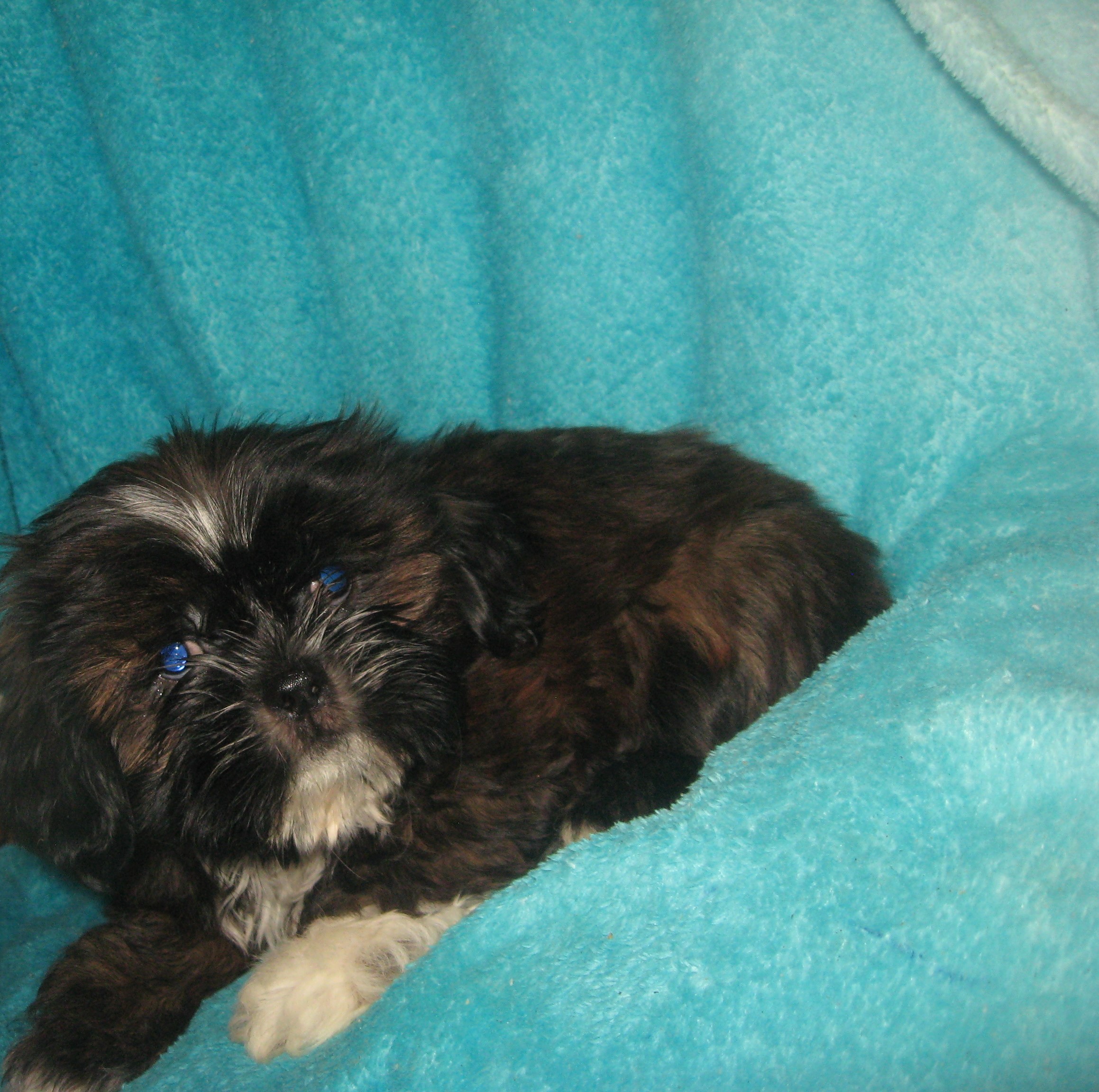 puppy, for, sale, Shih Tzu, Cindy  Hubers, dog, breeder, Harrison, SD, dog-breeder, puppy-for-sale, forsale, nearby, find, puppyfind, locator, puppylocator, aca