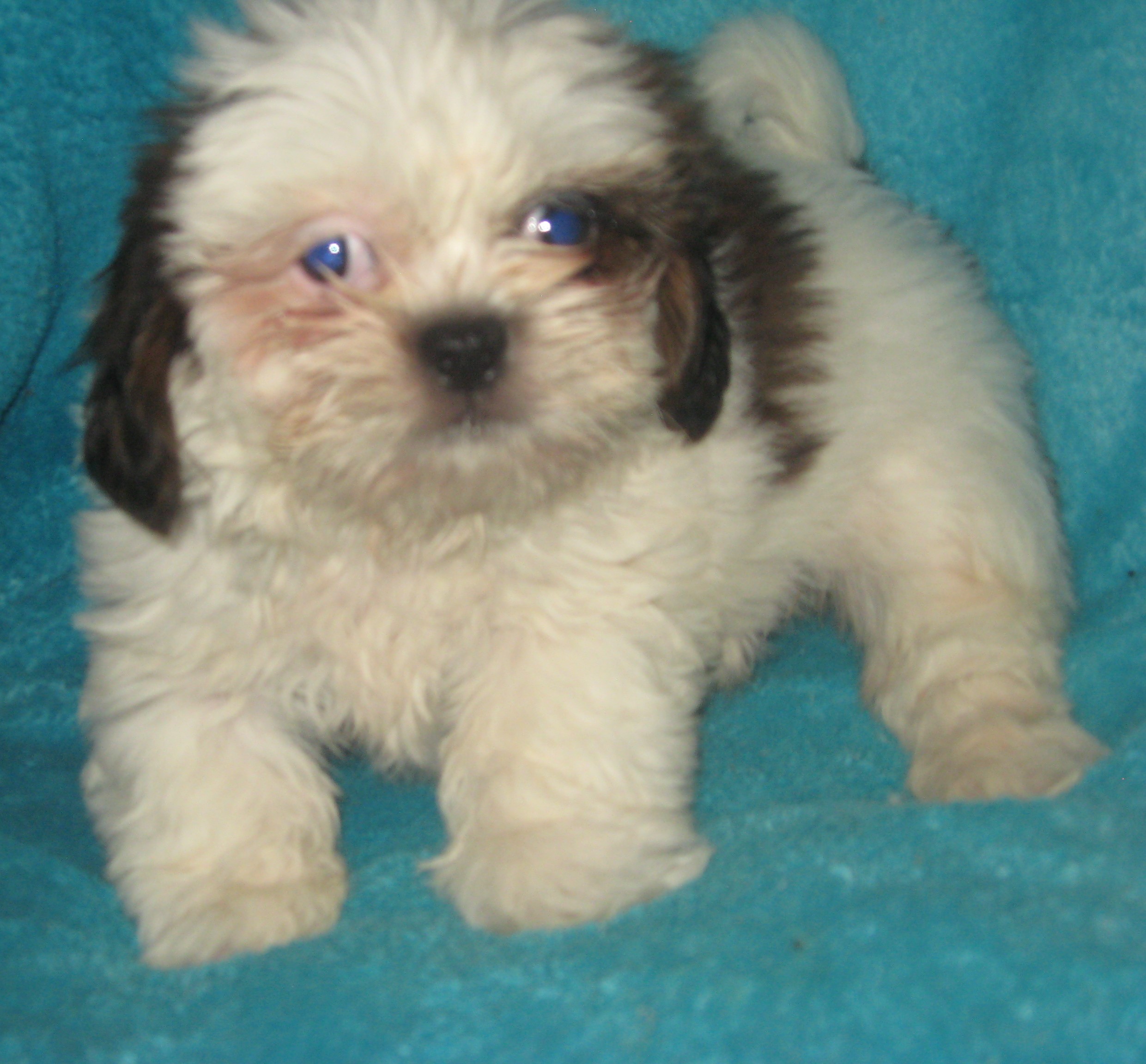 puppy, for, sale, Shih Tzu, Cindy  Hubers, dog, breeder, Harrison, SD, dog-breeder, puppy-for-sale, forsale, nearby, find, puppyfind, locator, puppylocator, aca