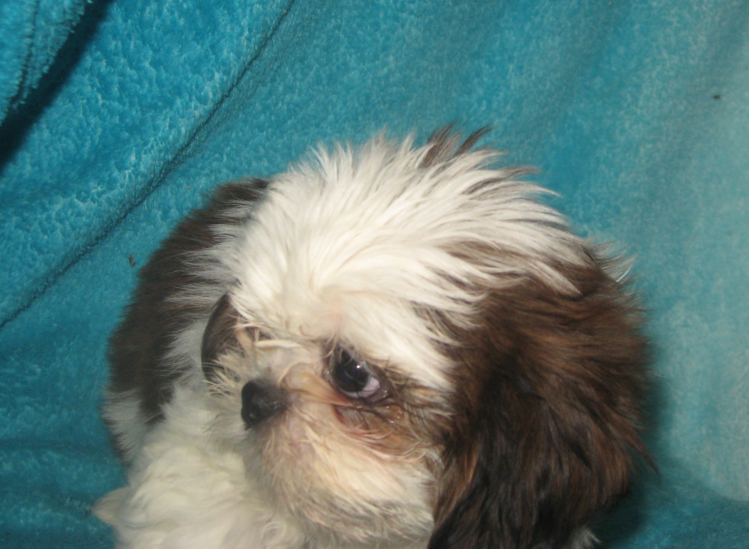 puppy, for, sale, Shih Tzu, Cindy  Hubers, dog, breeder, Harrison, SD, dog-breeder, puppy-for-sale, forsale, nearby, find, puppyfind, locator, puppylocator, aca