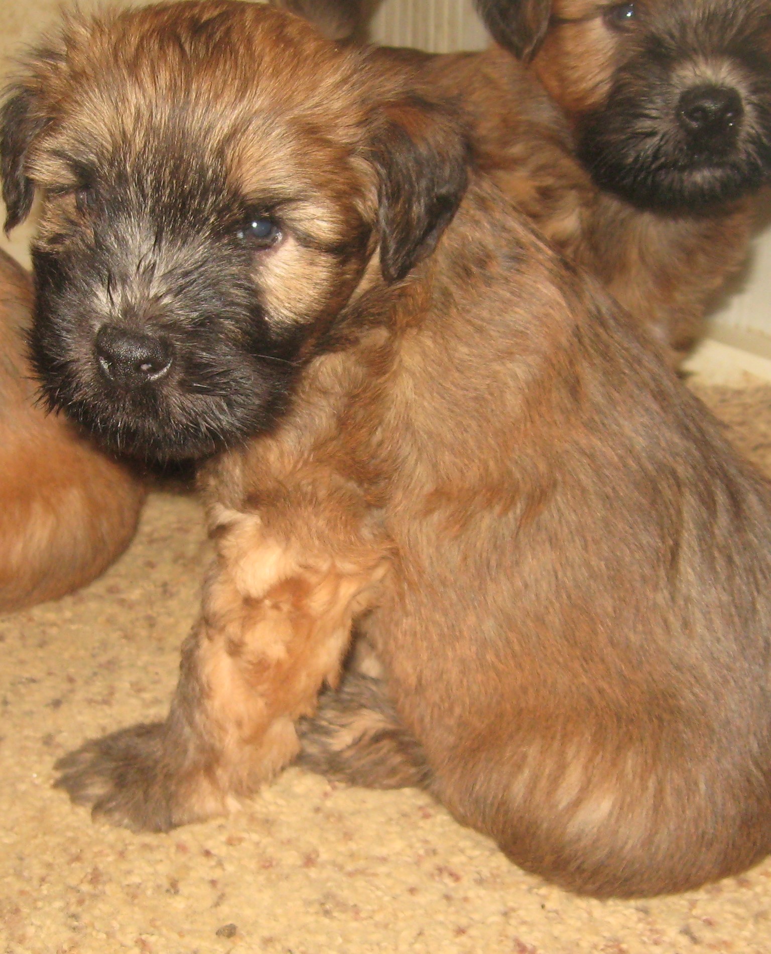 puppy, for, sale, Soft Coated Wheaten Terrier, Cindy  Hubers, dog, breeder, Harrison, SD, dog-breeder, puppy-for-sale, forsale, nearby, find, puppyfind, locator, puppylocator, aca