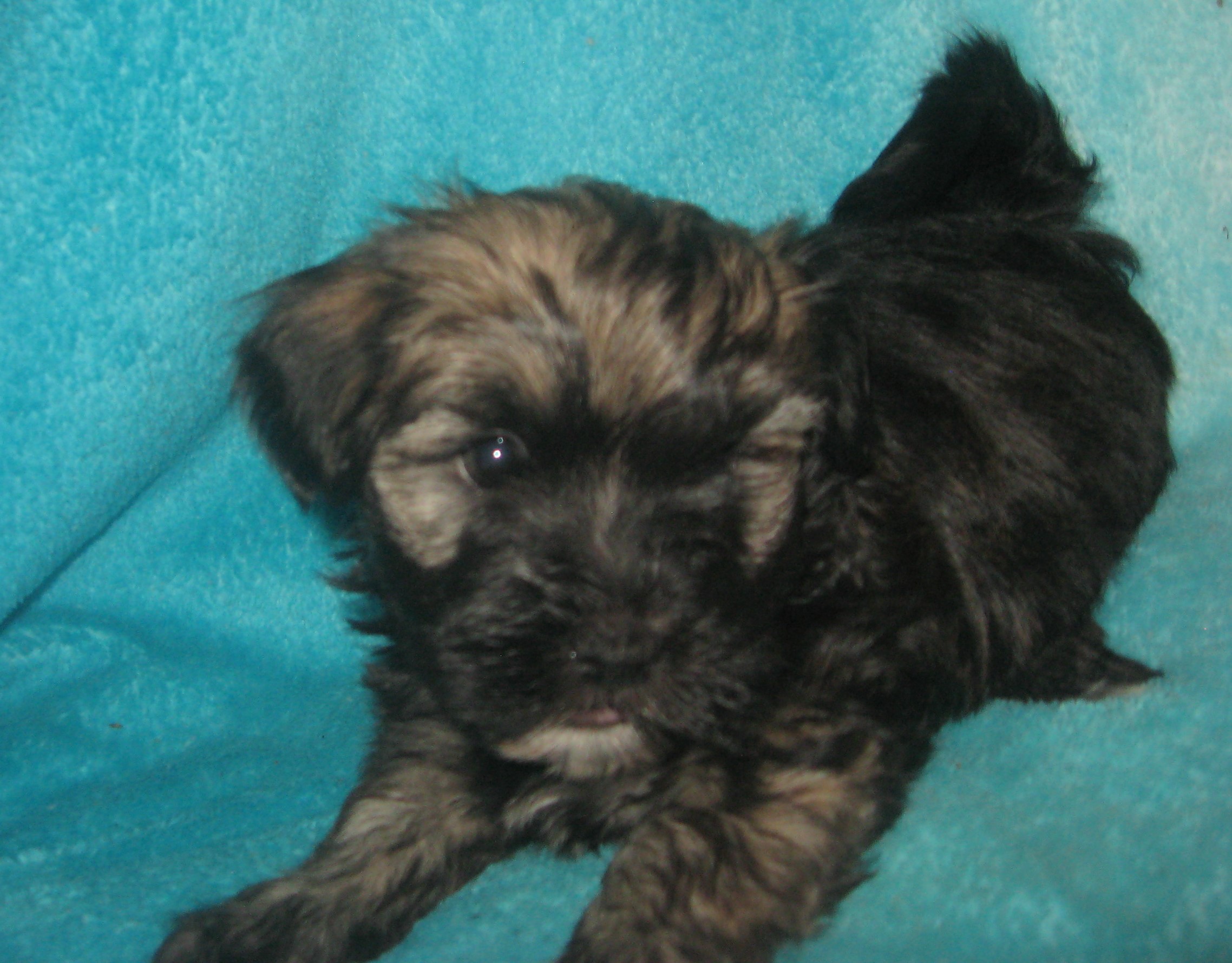 puppy, for, sale, Havanese, Cindy  Hubers, dog, breeder, Harrison, SD, dog-breeder, puppy-for-sale, forsale, nearby, find, puppyfind, locator, puppylocator, aca