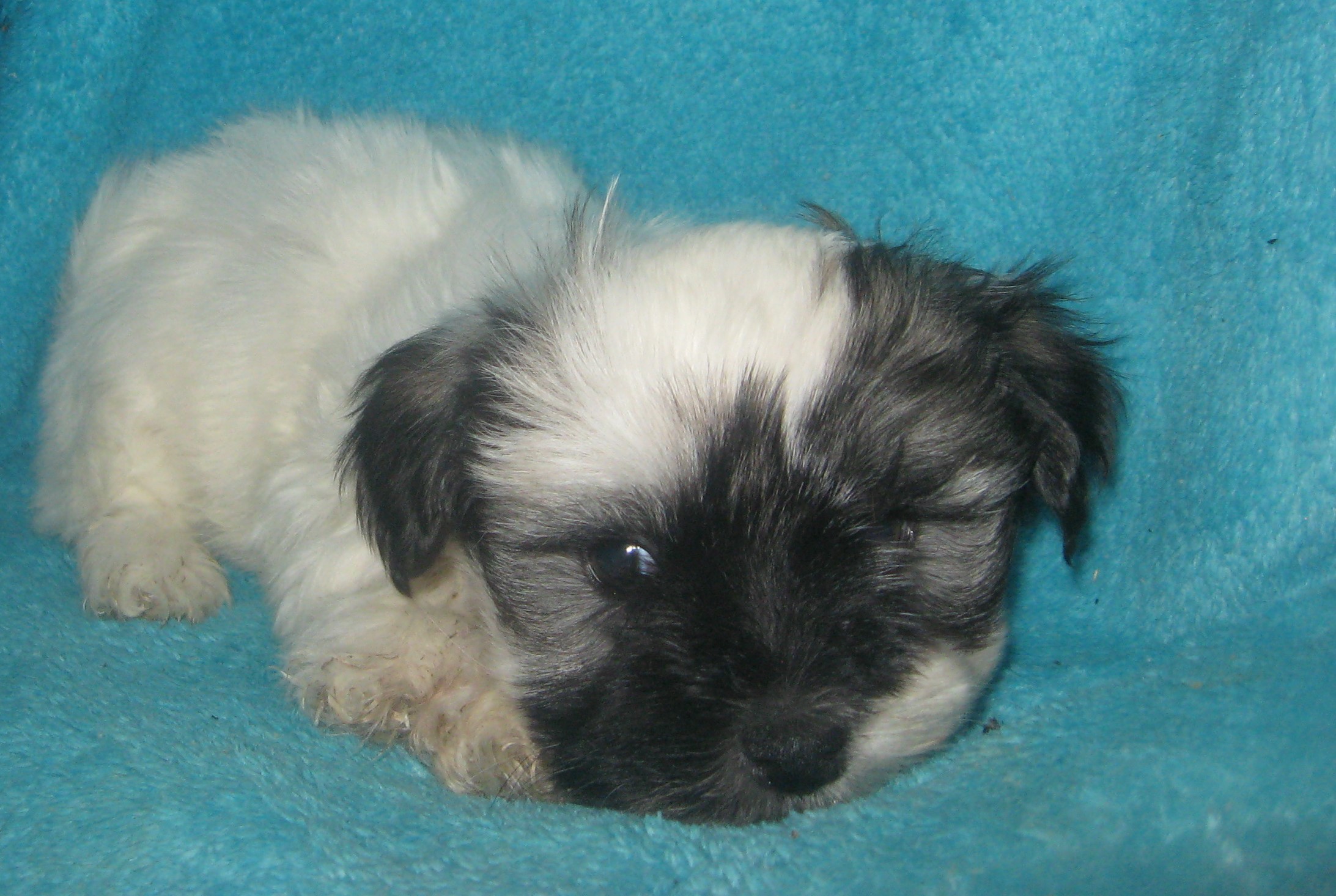 puppy, for, sale, Havanese, Cindy  Hubers, dog, breeder, Harrison, SD, dog-breeder, puppy-for-sale, forsale, nearby, find, puppyfind, locator, puppylocator, aca