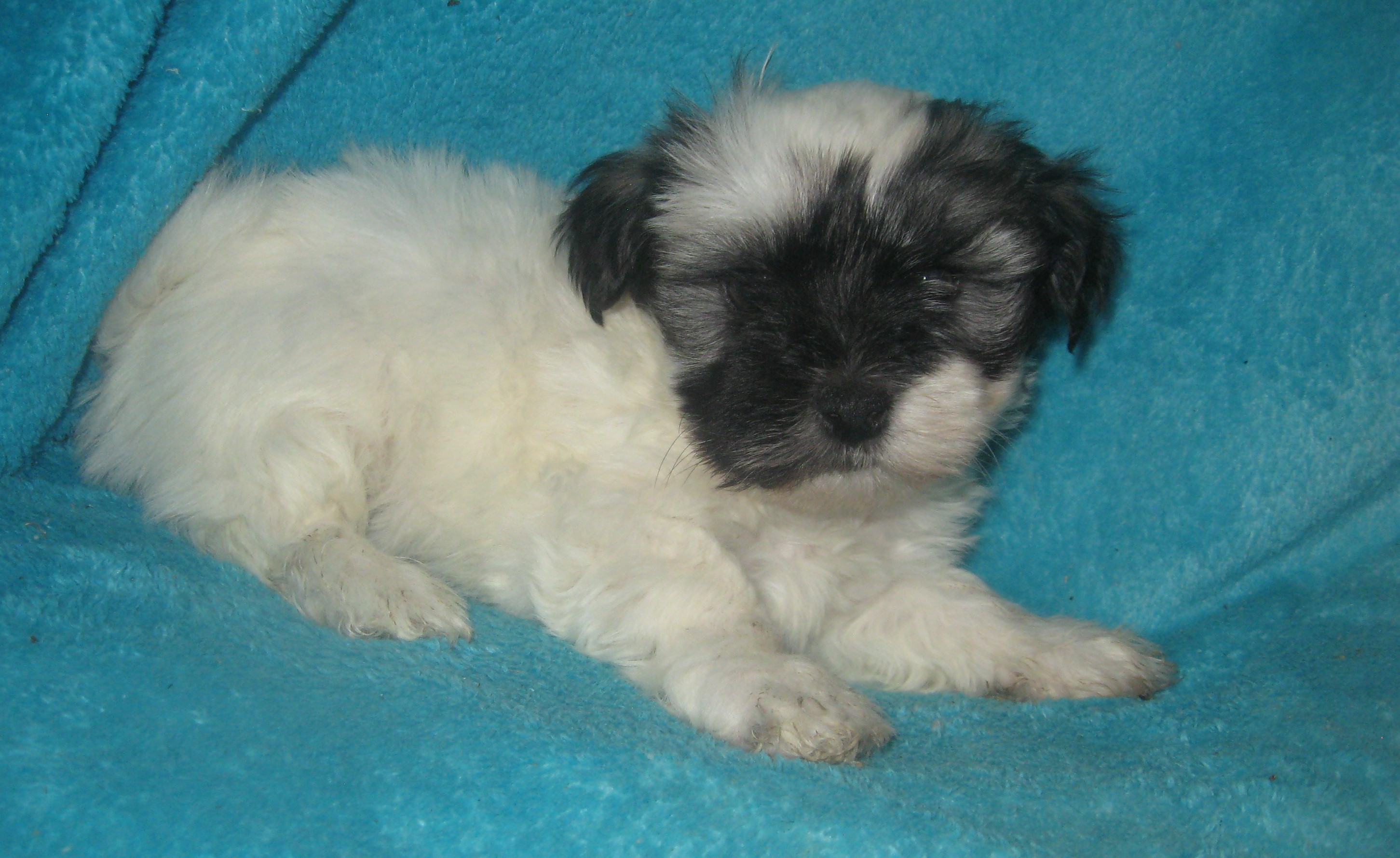 puppy, for, sale, Havanese, Cindy  Hubers, dog, breeder, Harrison, SD, dog-breeder, puppy-for-sale, forsale, nearby, find, puppyfind, locator, puppylocator, aca